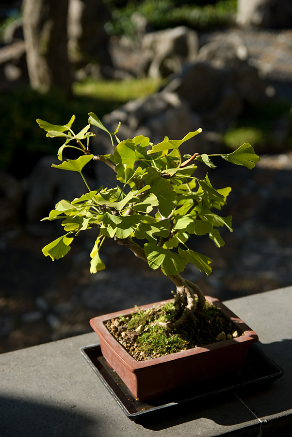 Ein Ginko-Bonsai im eingangsbereich des Sun Yat-Sen Classical Chinese Garden