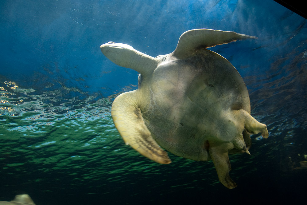 Eine Schildkrte im Aquarium von Vancouver