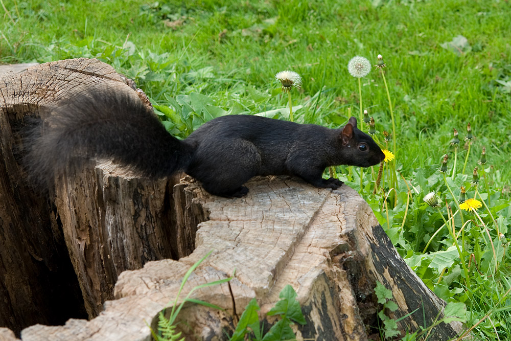 Ein schwarzes Eichhrnchen