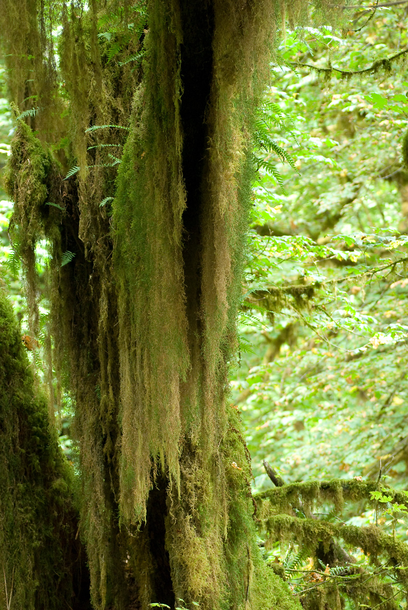 Bearded Mosses (or rather, Masses)