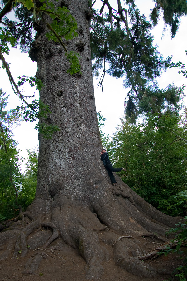 Die große Sitka-Fichte vom Lake Quinault