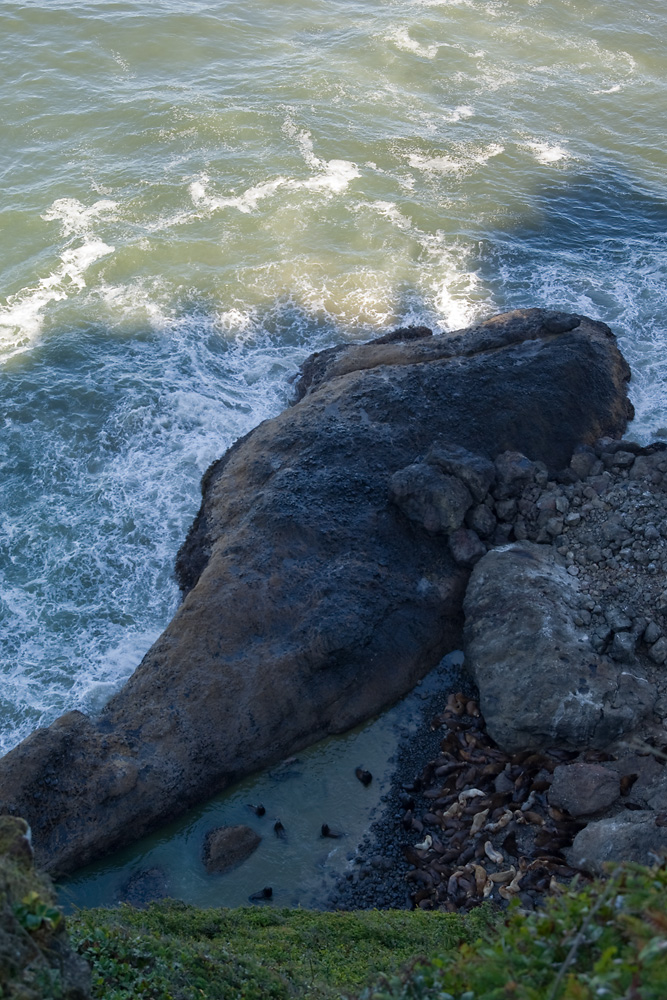 Die Seelöwenkolonie bei den Sea Lion Caves