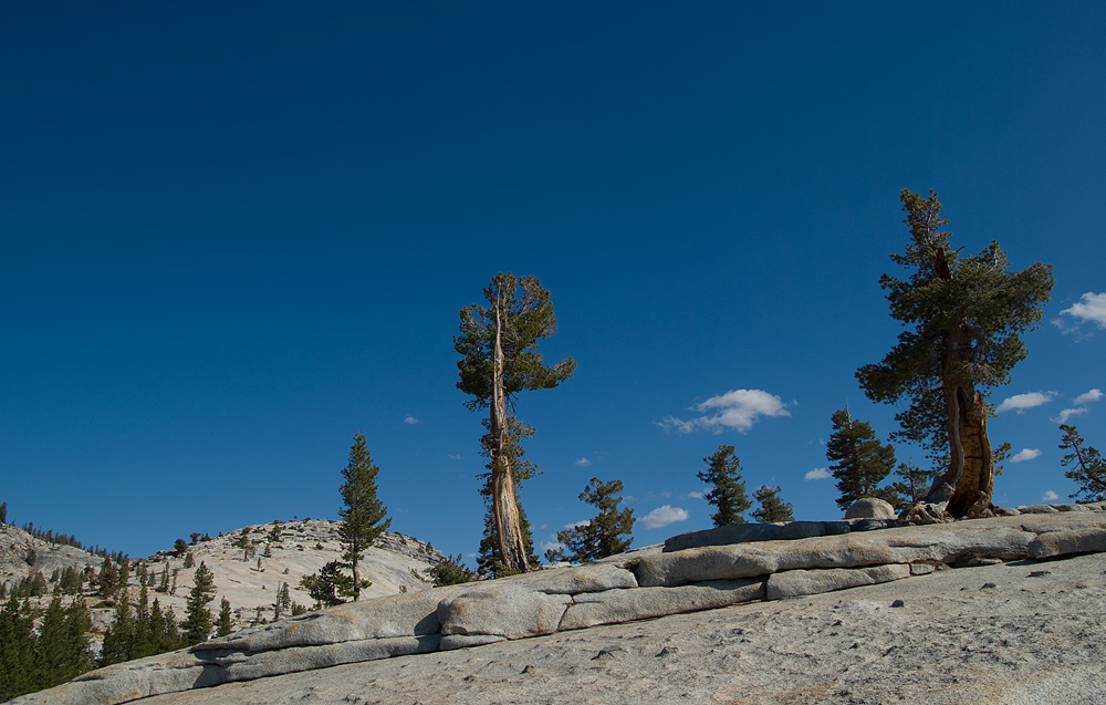 Bume in der High Sierra, in der Nhe von Olmstead Point