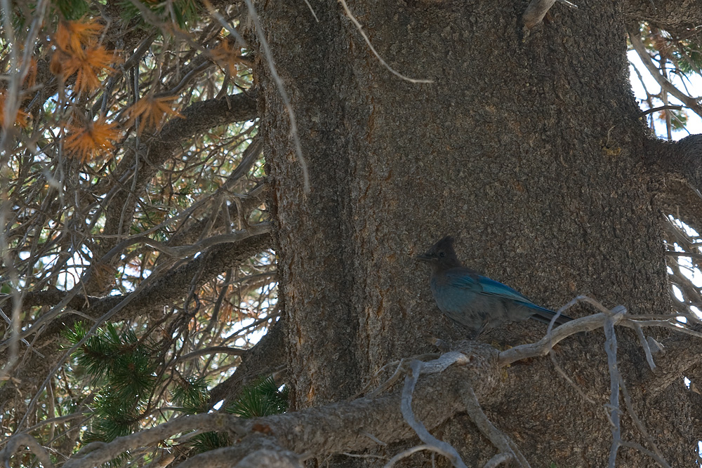 Ein Blue Jay