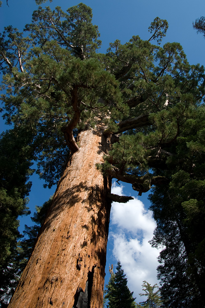 Der Grizzly Giant, den man einmal für den größten und ältesten Baum der Welt hielt